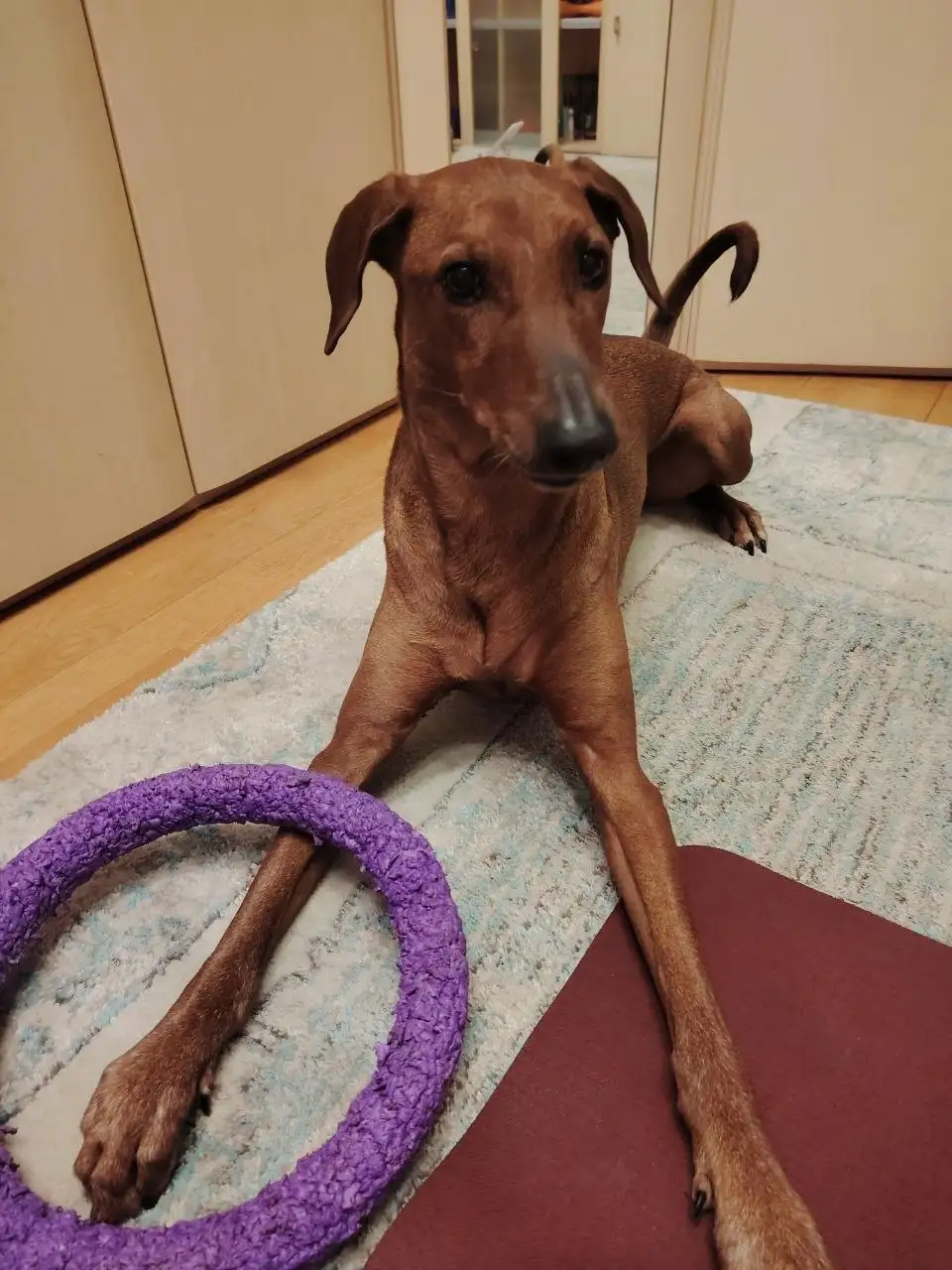 Отдаю собаку в добрые руки - Собаки (Животные) в Мытищи