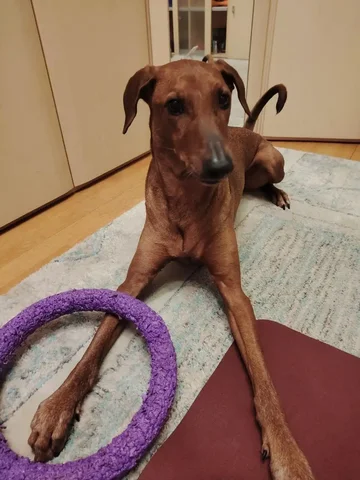 Отдаю собаку в добрые руки - Собаки в Мытищи