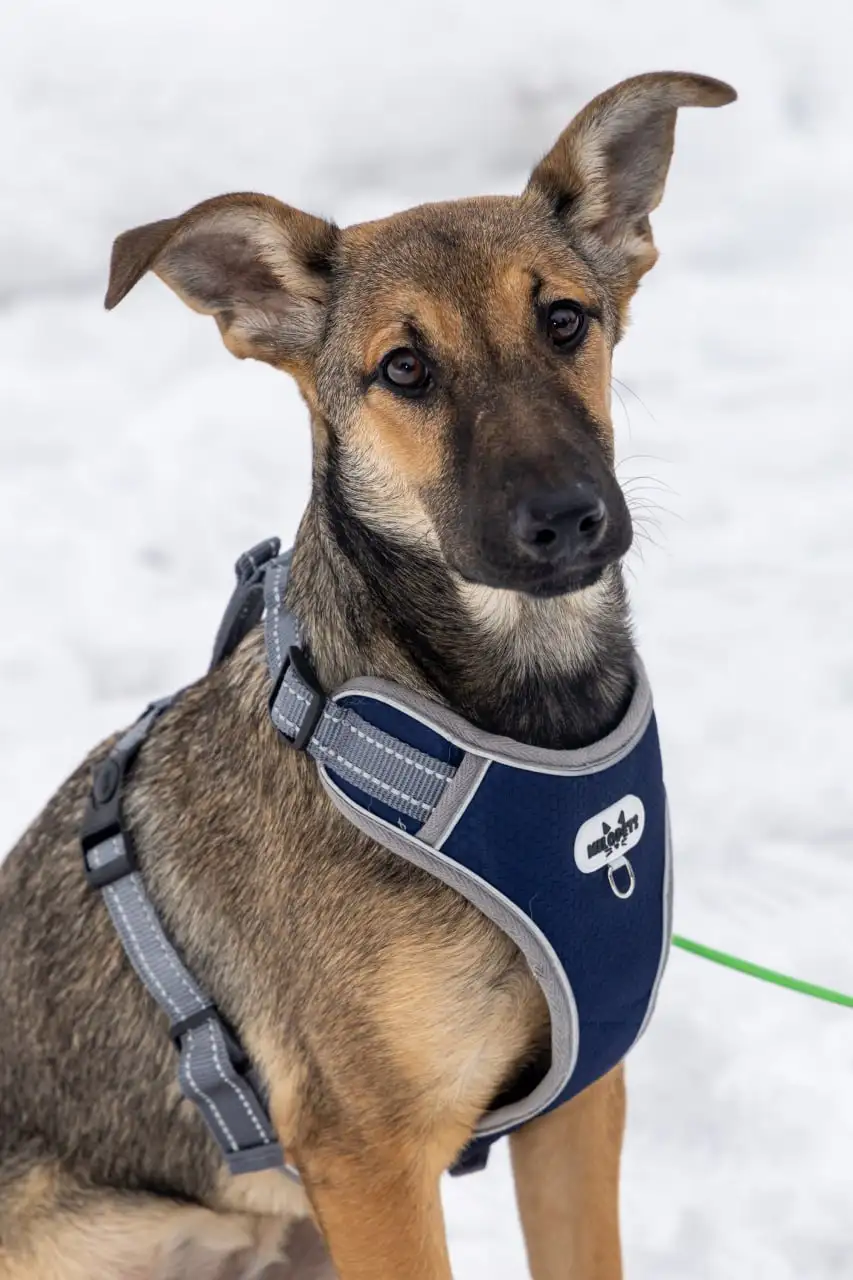 Щенок Грета ищет дом в Москве - Собаки (Животные) в Москва