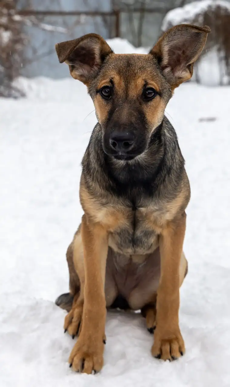 Щенок Грета ищет дом в Москве - Собаки (Животные) в Москва