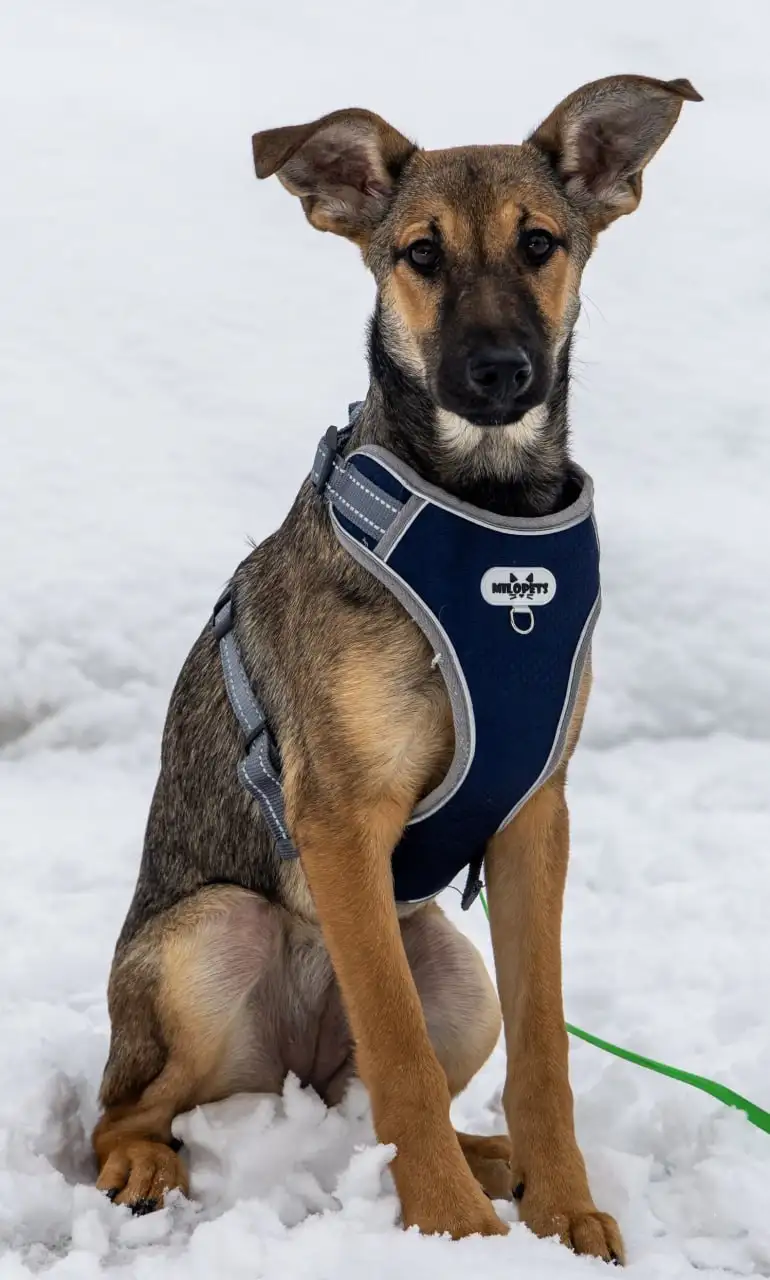 Щенок Грета ищет дом в Москве - Собаки (Животные) в Москва