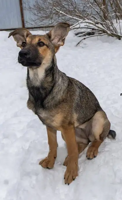 Щенок Грета ищет дом в Москве - Собаки (Животные) в Москва