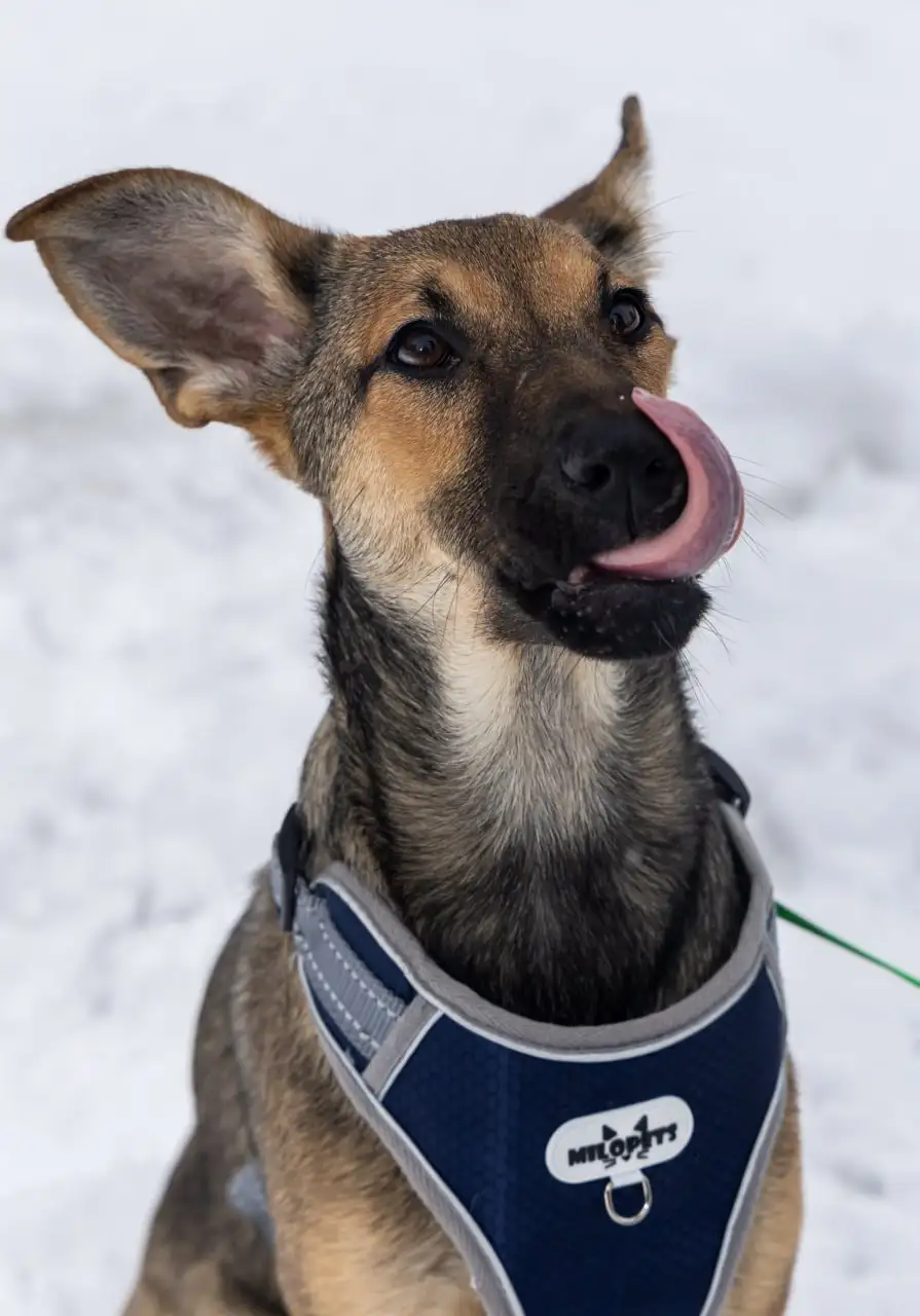 Щенок Грета ищет дом в Москве - Собаки (Животные) в Москва