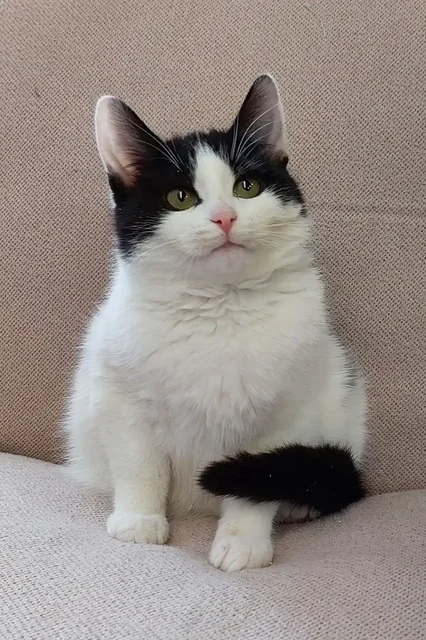 Котёнок Зайка 6 месяцев в добрые руки - Животные в Москва