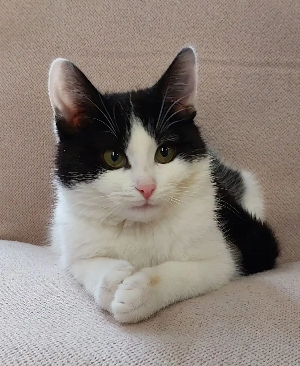 Котёнок Зайка 6 месяцев в добрые руки - Кошки (Животные) в Москва