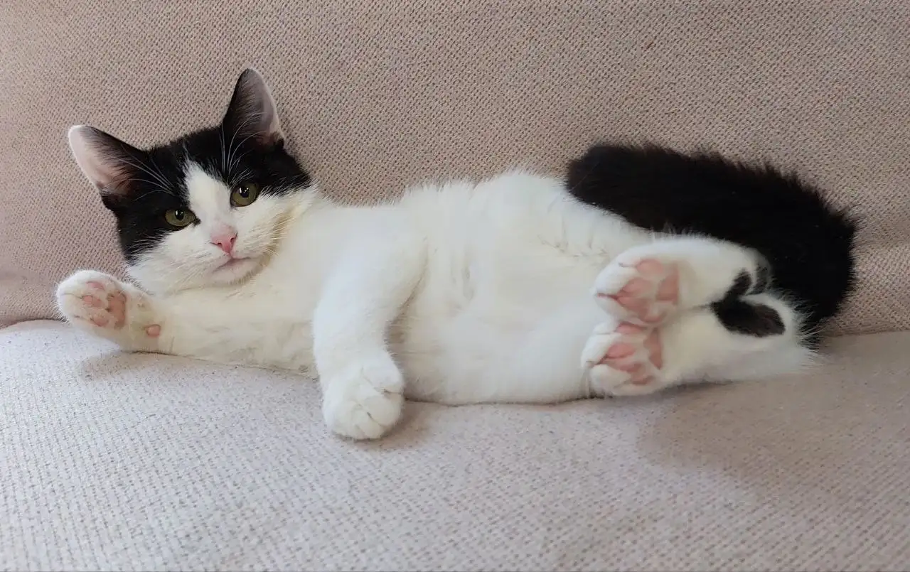 Котёнок Зайка 6 месяцев в добрые руки - Кошки (Животные) в Москва