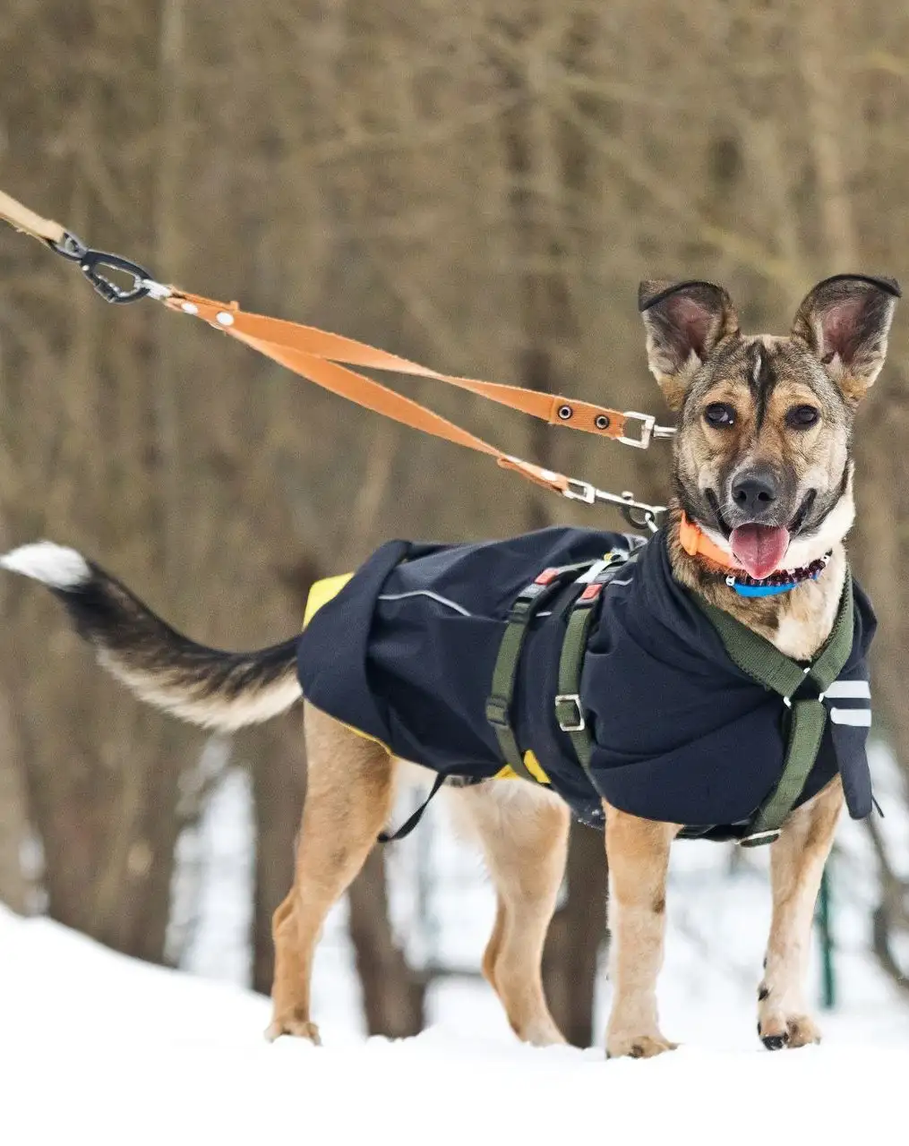 Машенька - собака девочка, возраст 1 год 5 месяцев - Собаки (Животные) в Москва, Мытищи