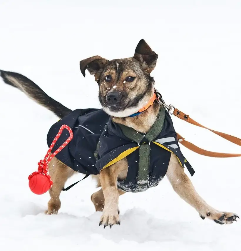 Машенька - собака девочка, возраст 1 год 5 месяцев - Собаки (Животные) в Москва, Мытищи