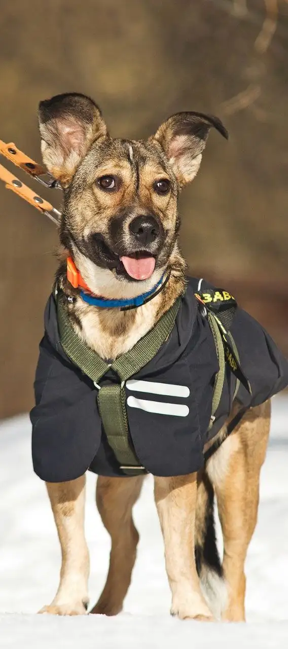 Машенька - собака девочка, возраст 1 год 5 месяцев - Собаки (Животные) в Москва, Мытищи