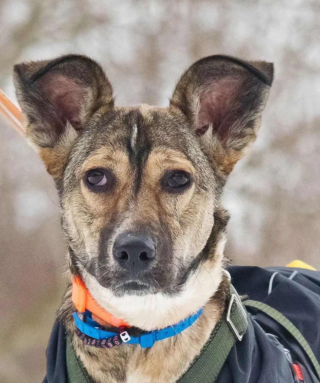 Машенька - собака девочка, возраст 1 год 5 месяцев - Собаки (Животные) в Москва, Мытищи