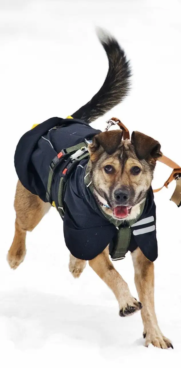 Машенька - собака девочка, возраст 1 год 5 месяцев - Собаки (Животные) в Москва, Мытищи