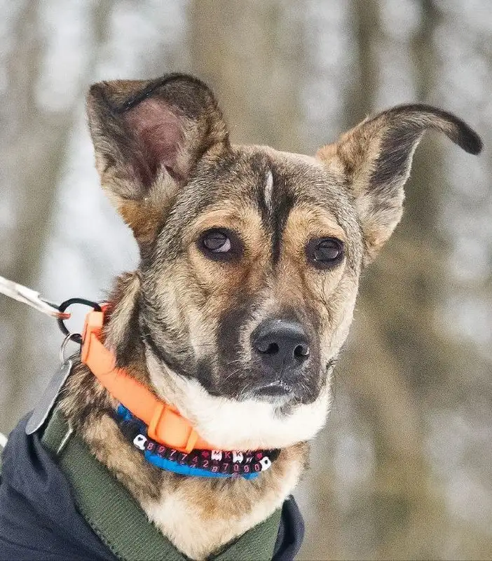 Машенька - собака девочка, возраст 1 год 5 месяцев - Собаки (Животные) в Москва, Мытищи