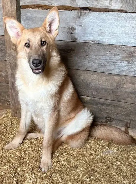 Лисса - собака среднего размера ищет дом - Собаки в Москва