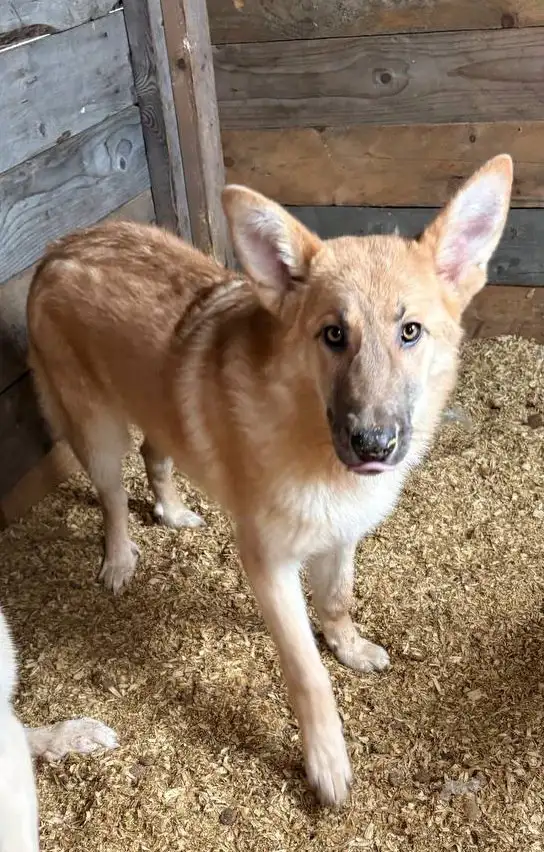 Лисса - собака среднего размера ищет дом - Собаки (Животные) в Москва