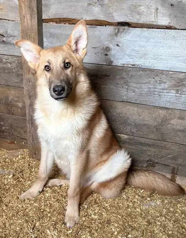 Лисса - собака среднего размера ищет дом - Собаки (Животные) в Москва