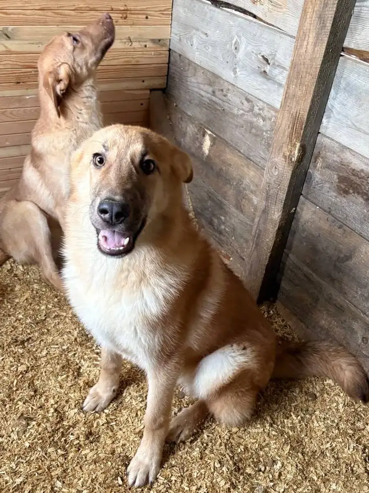 Лисса - собака среднего размера ищет дом - Собаки (Животные) в Москва
