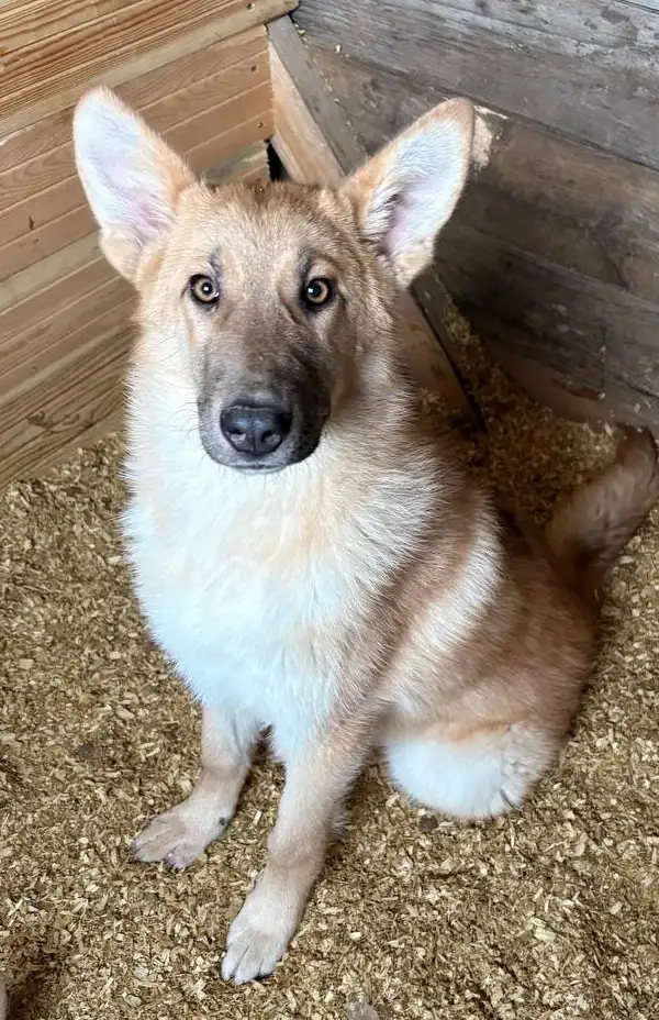 Лисса - собака среднего размера ищет дом - Собаки (Животные) в Москва