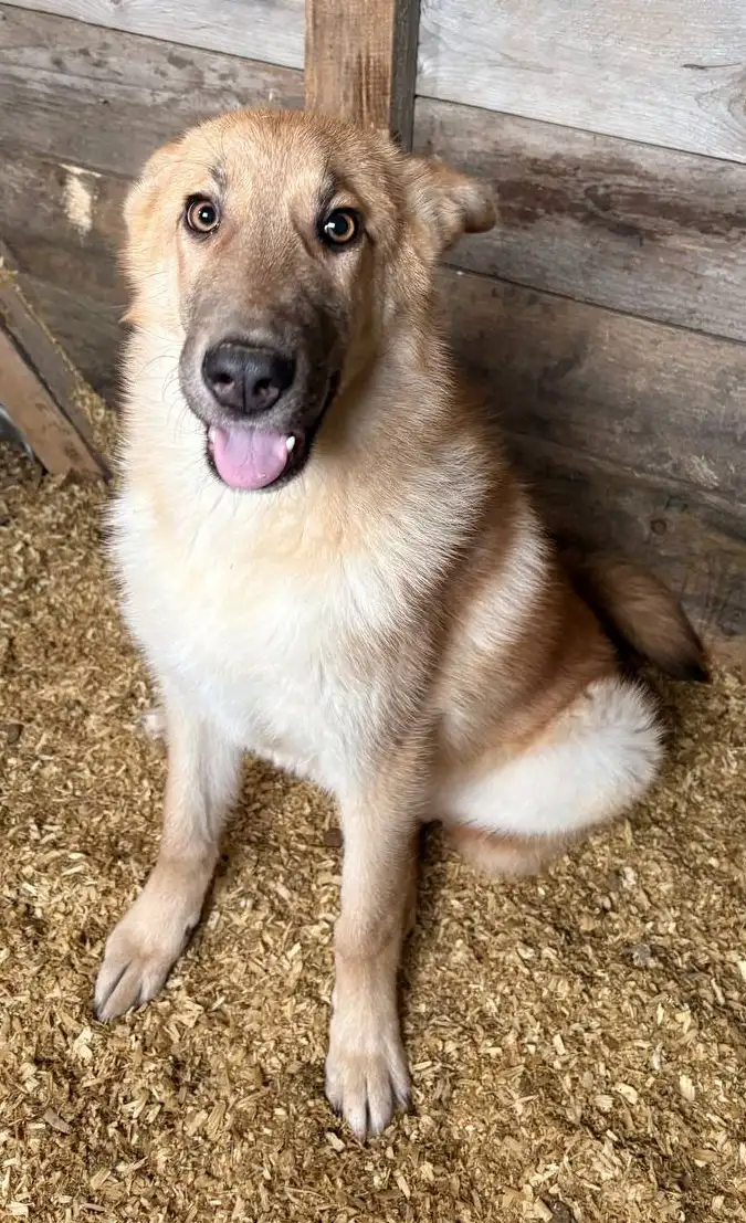 Лисса - собака среднего размера ищет дом - Собаки (Животные) в Москва