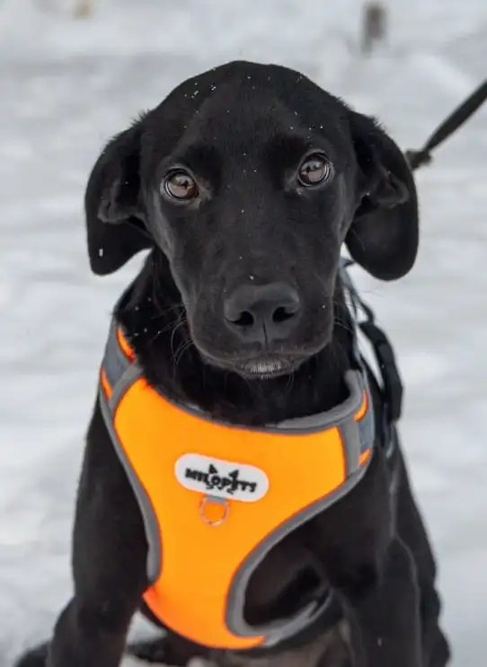 Щенок Лора в поиске дома - Собаки (Животные) в Мытищи