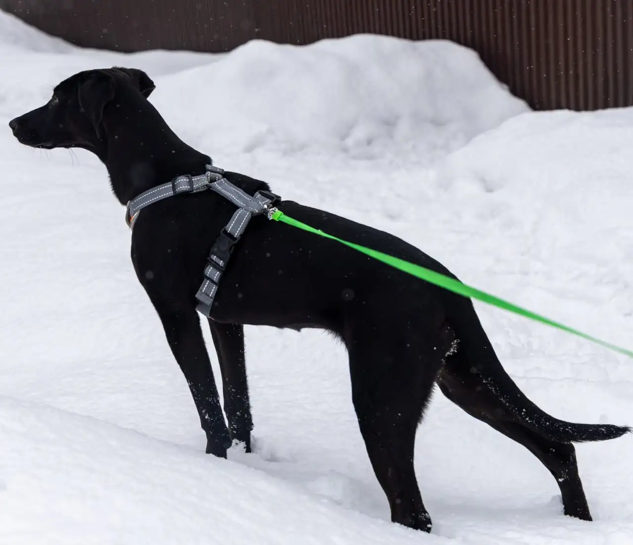 Щенок Лора в поиске дома - Собаки (Животные) в Мытищи