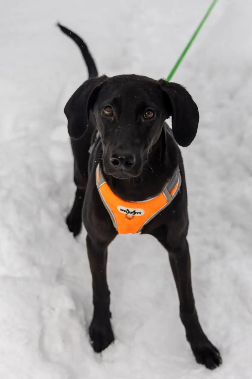 Щенок Лора в поиске дома - Собаки (Животные) в Мытищи