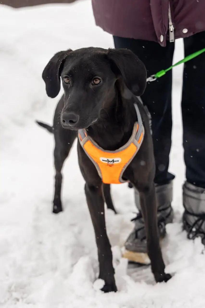 Щенок Лора в поиске дома - Собаки (Животные) в Мытищи