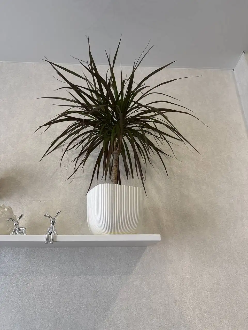 Драцена с горшком - Растения (Барахолка) в Лобня