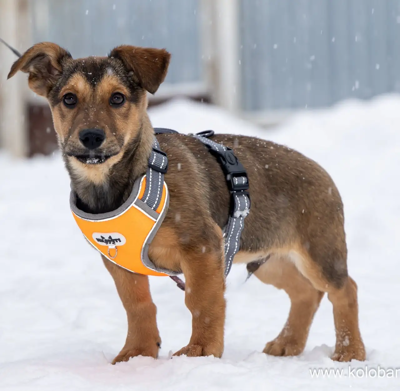 Малыш Лакки ищет дом в Москве - Собаки (Животные) в Москва
