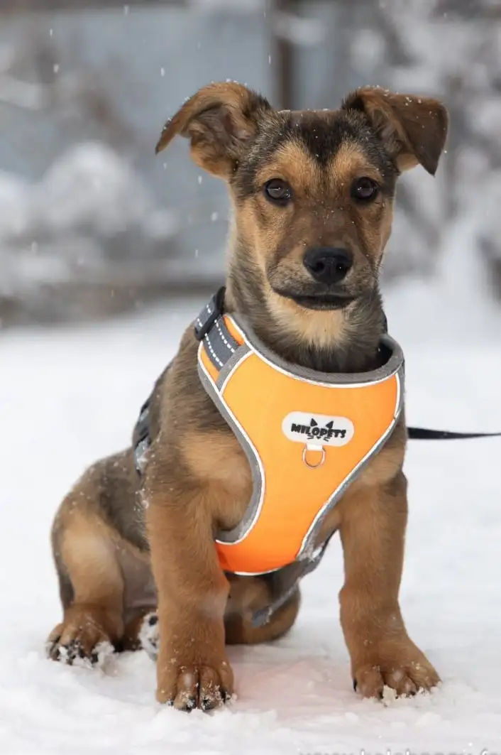 Малыш Лакки ищет дом в Москве - Собаки (Животные) в Москва