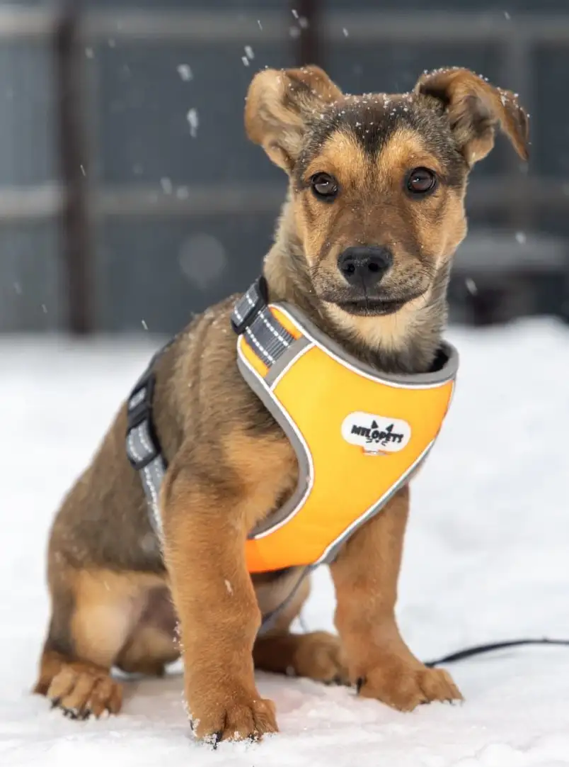 Малыш Лакки ищет дом в Москве - Собаки (Животные) в Москва
