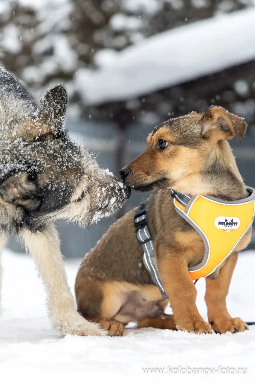 Малыш Лакки ищет дом в Москве - Собаки (Животные) в Москва