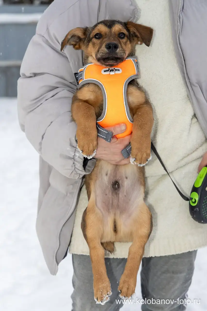 Малыш Лакки ищет дом в Москве - Собаки (Животные) в Москва