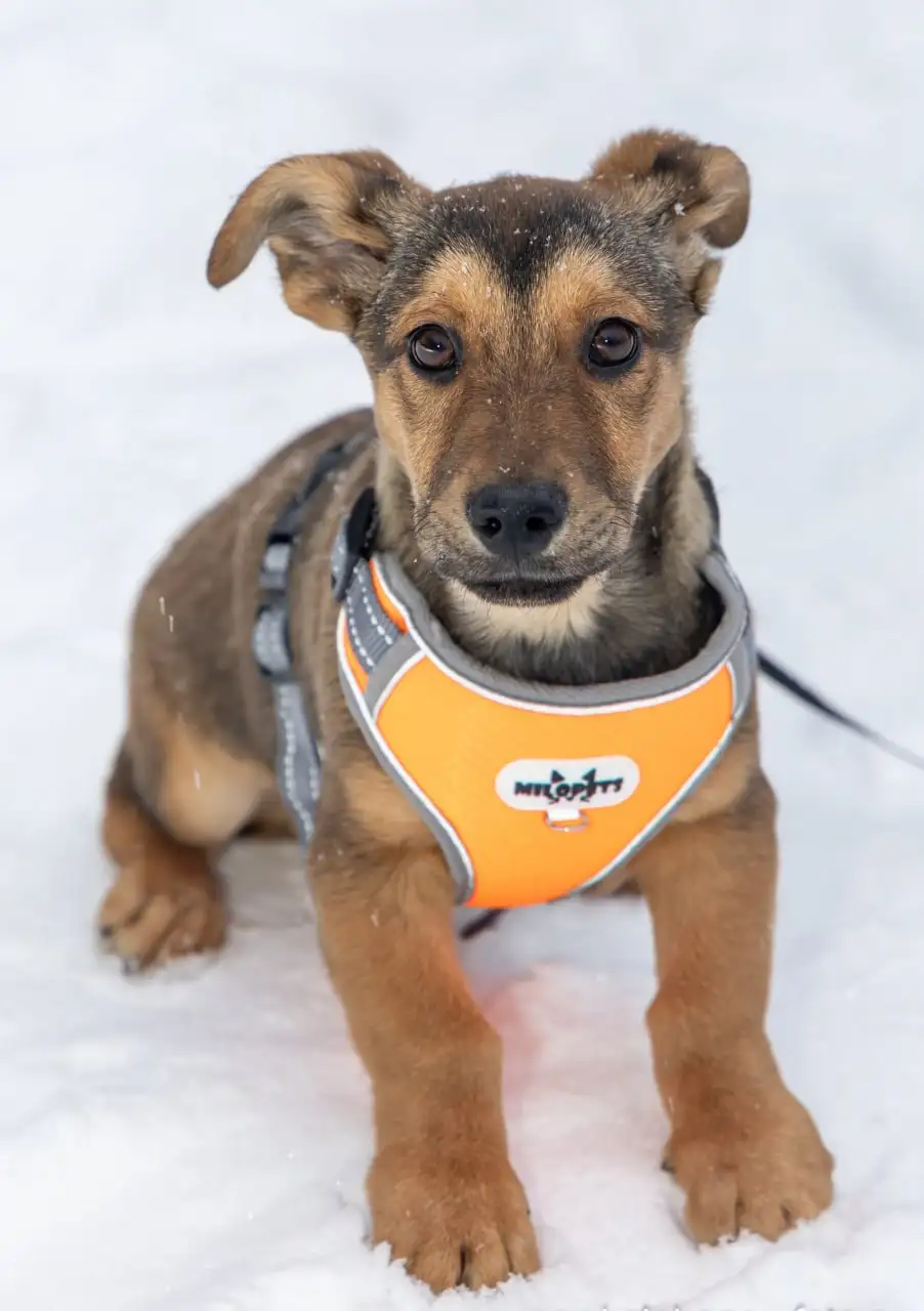 Малыш Лакки ищет дом в Москве - Собаки (Животные) в Москва