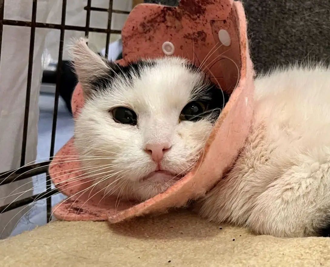 Нужна помощь приюту для кошек с кормом и наполнителем - Помощь приюту (Барахолка) в Мытищи