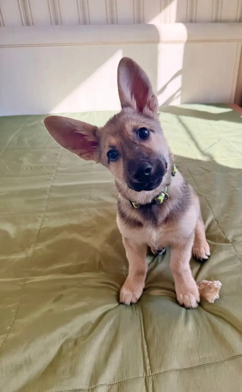 Щенок девочка в Москве и МО - Собаки (Животные) в Москва