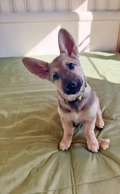 Щенок девочка в Москве и МО - Животные в Москва