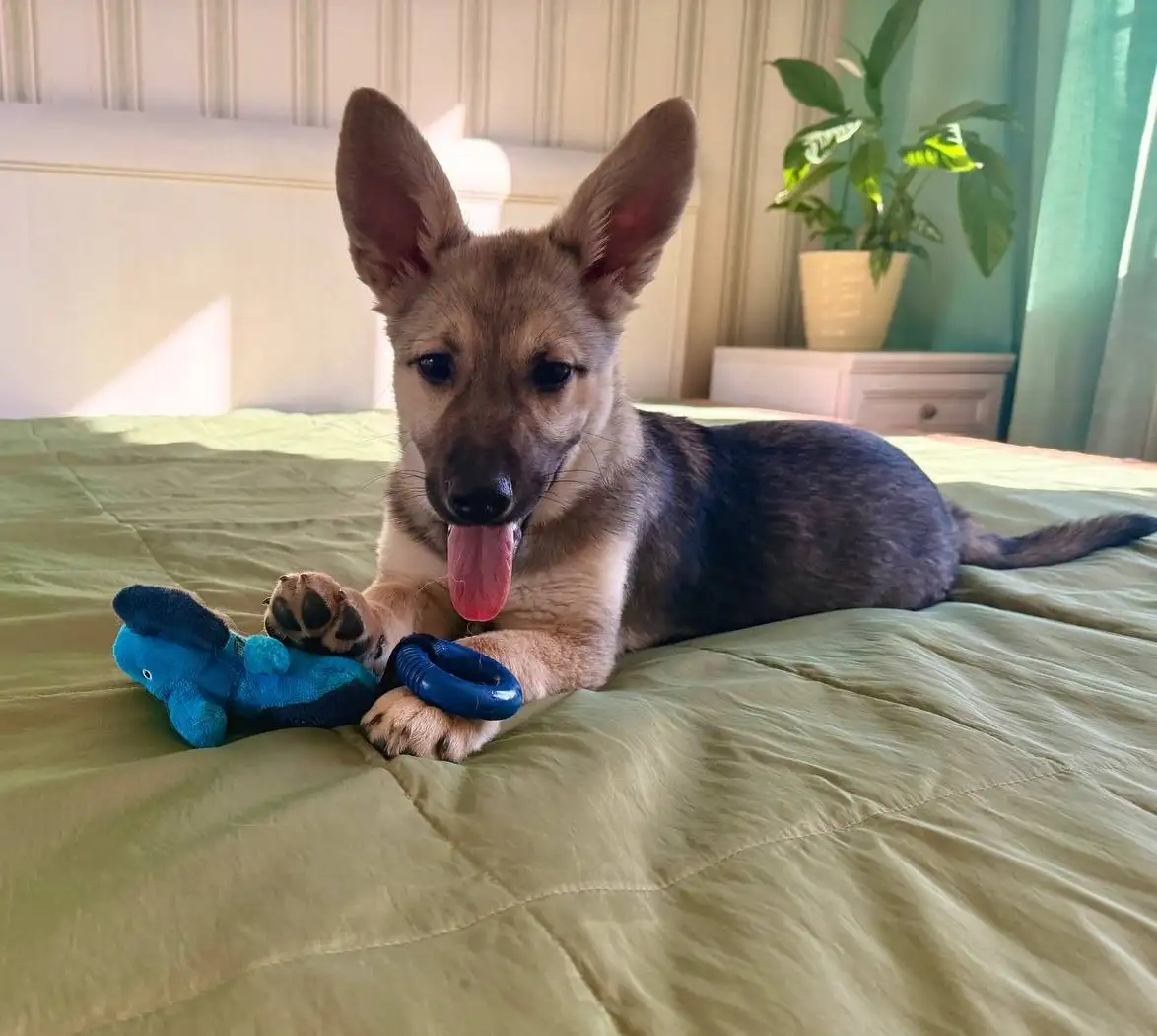 Щенок девочка в Москве и МО - Собаки (Животные) в Москва