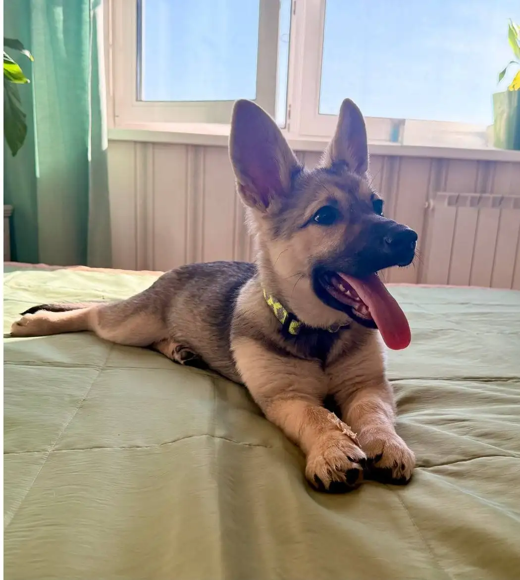 Щенок девочка в Москве и МО - Собаки (Животные) в Москва