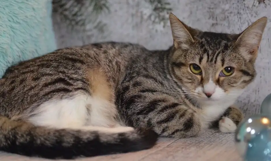 Девочка Тигруша ищет дом в Москве - Животные в Москва