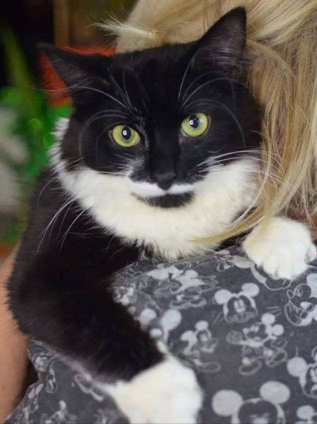 Котенок Маркиз в поиске дома в Москве - Кошки (Животные) в Москва