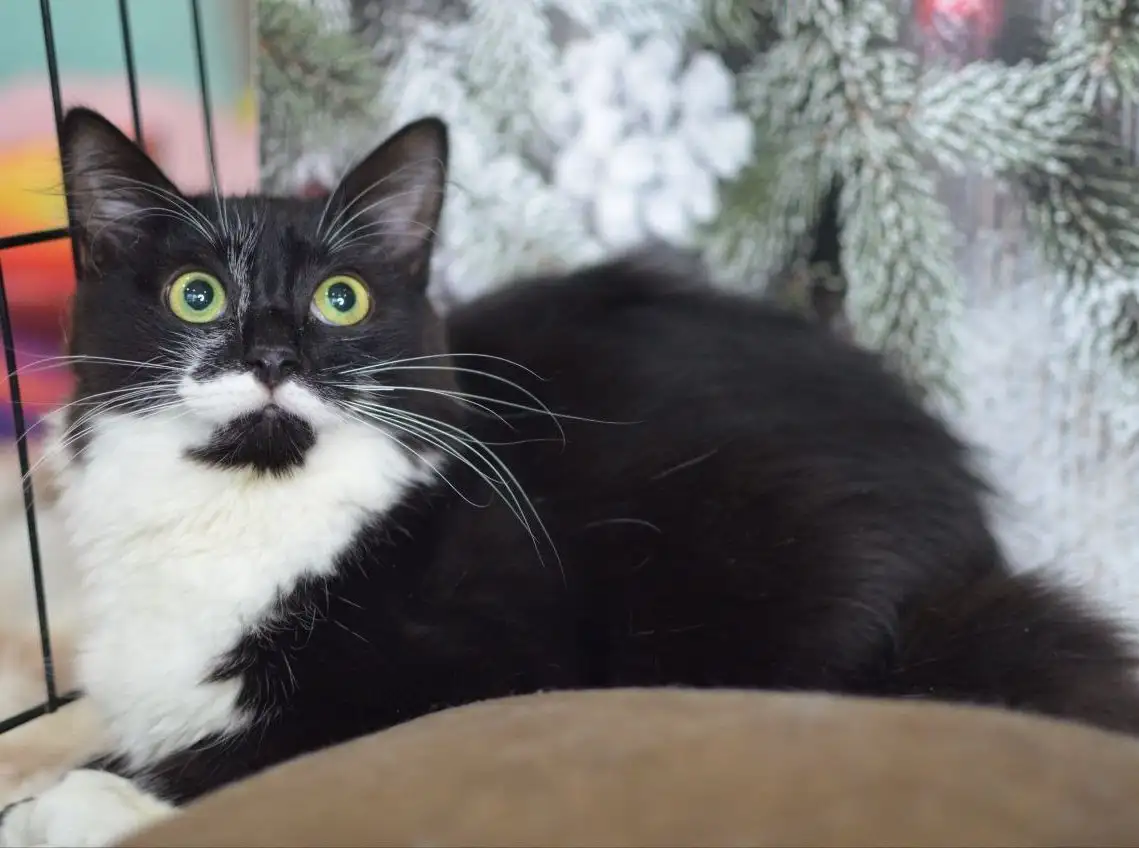 Котенок Маркиз в поиске дома в Москве - Кошки (Животные) в Москва