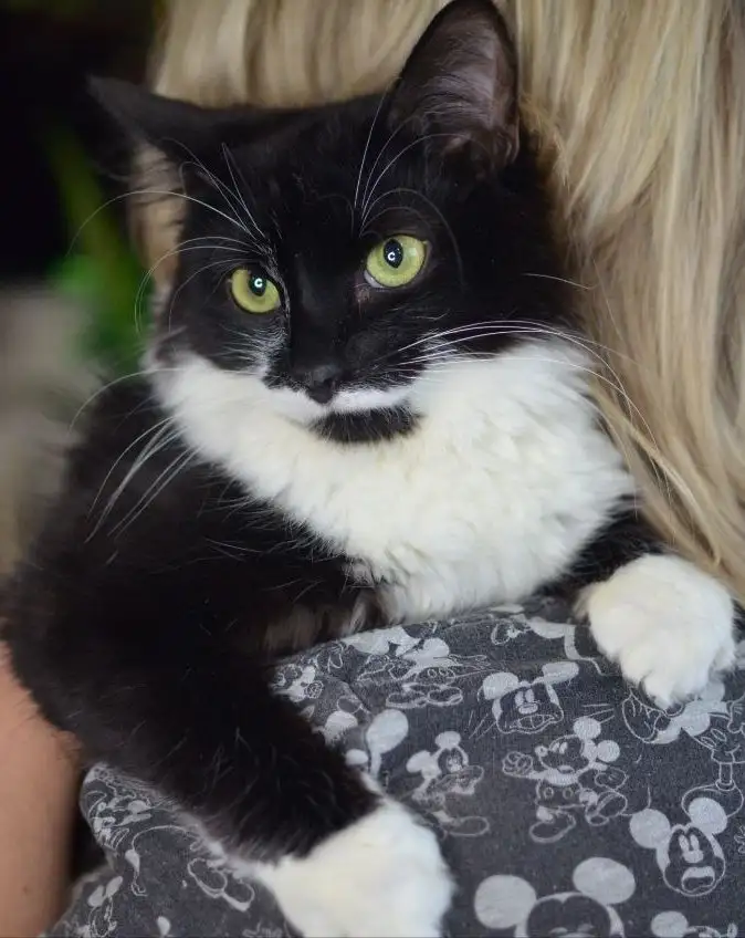 Котенок Маркиз в поиске дома в Москве - Кошки (Животные) в Москва