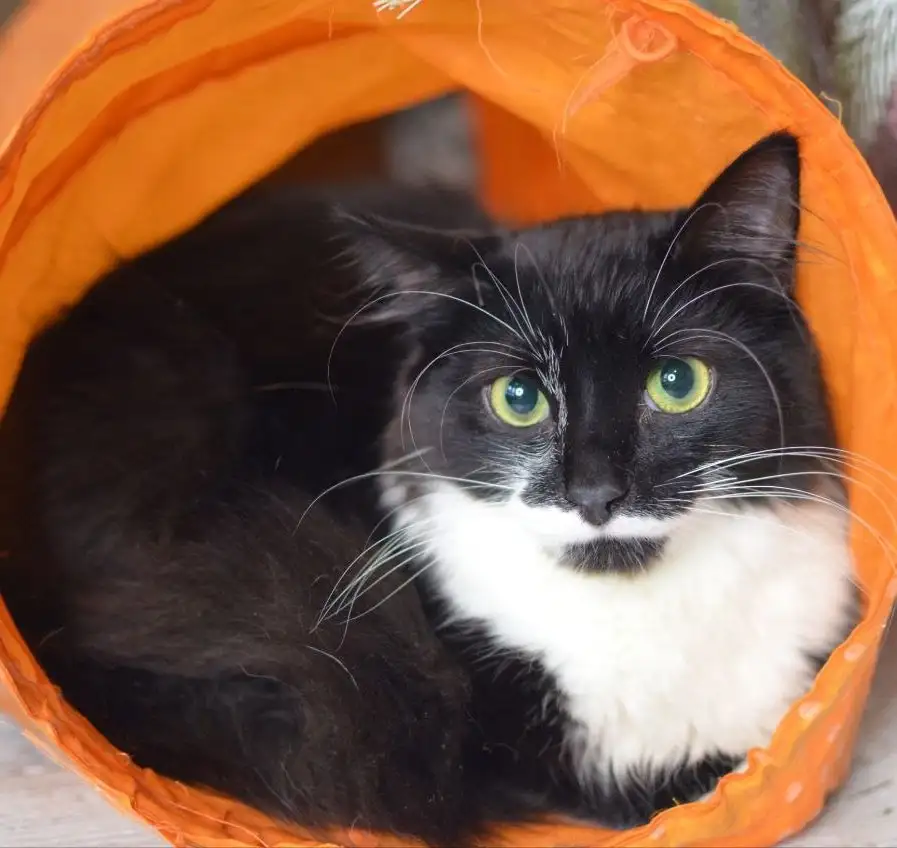 Котенок Маркиз в поиске дома в Москве - Кошки (Животные) в Москва