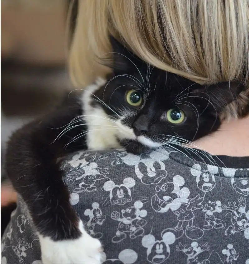 Котенок Маркиз в поиске дома в Москве - Кошки (Животные) в Москва