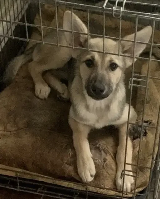 Щенки девочки 4 месяца в Москве - Животные в Москва