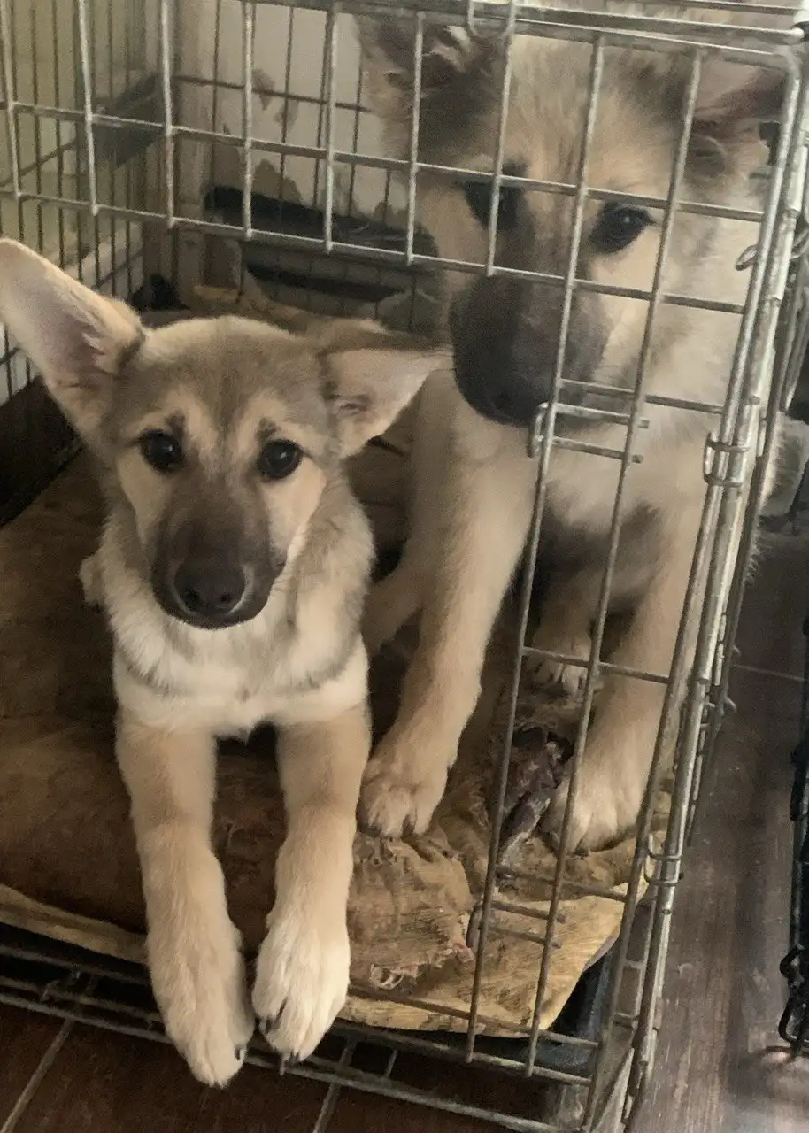 Щенки девочки 4 месяца в Москве - Собаки (Животные) в Москва