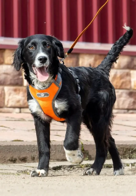 Щенки метисы спаниеля ищут дом в Москве и МО - частное объявление в Москва
