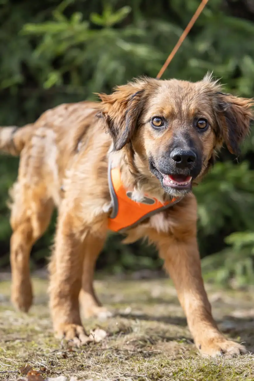 Щенки метисы спаниеля ищут дом в Москве и МО - Собаки (Животные) в Москва