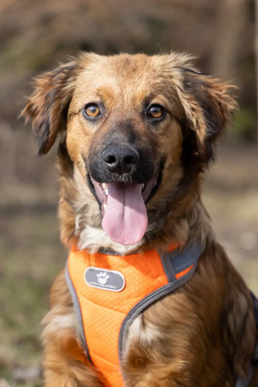 Щенки метисы спаниеля ищут дом в Москве и МО - Собаки (Животные) в Москва