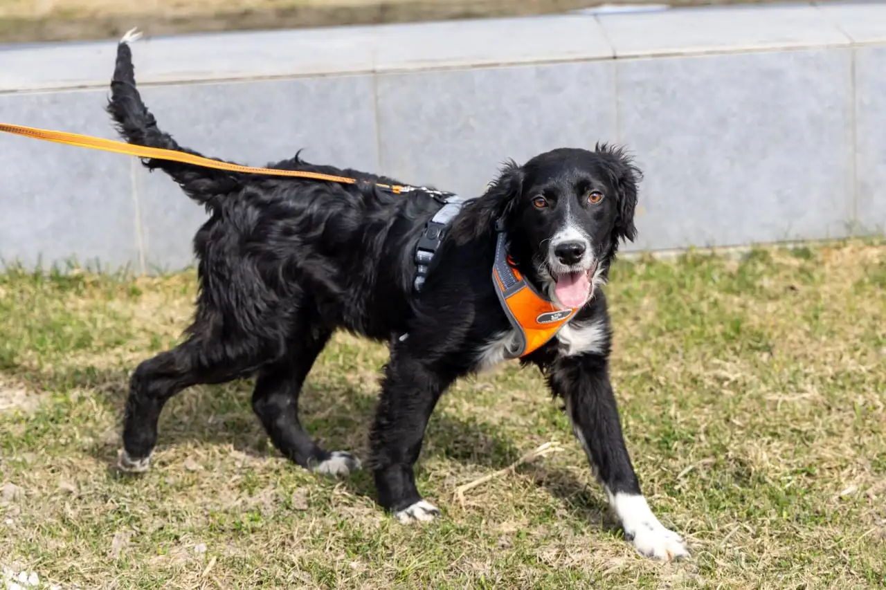 Щенки метисы спаниеля ищут дом в Москве и МО - Собаки (Животные) в Москва